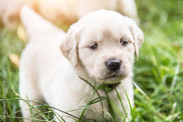 Obraz golden retriever puppies outside in a pasture in autumn