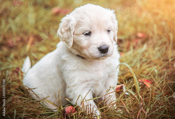 Obraz golden retriever puppies outside in a pasture in autumn