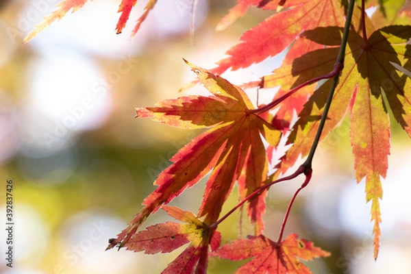 Fototapeta 赤い紅葉のクローズアップ
