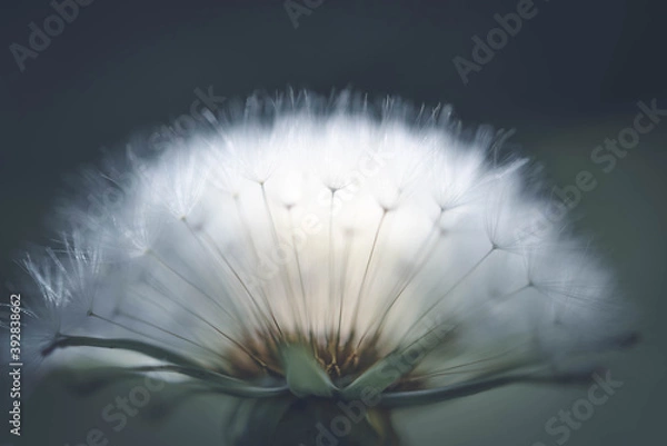 Fototapeta dandelion seed head