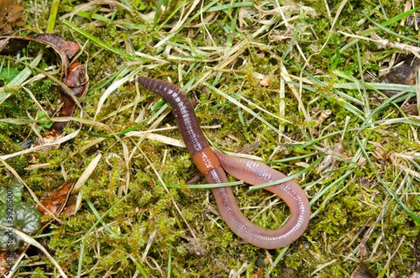 Obraz Regenwurm geringelt auf Wiese