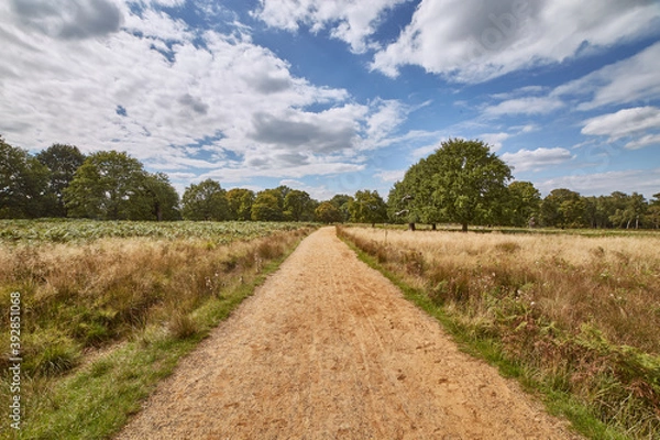 Obraz photography of a road in the field