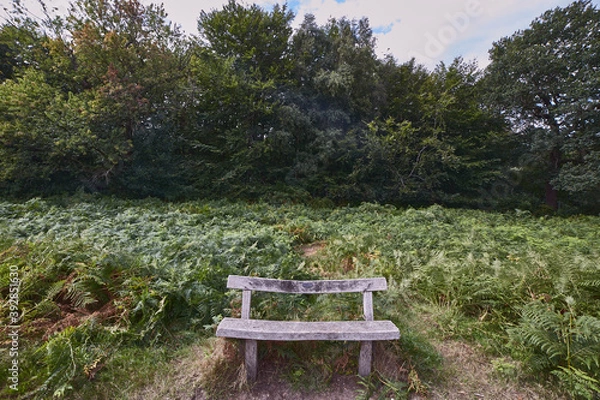Obraz photography of a bench in the field