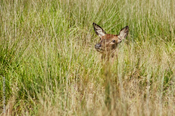 Obraz photography of a free deer