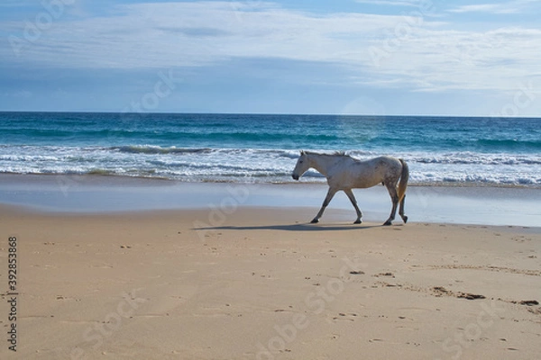 Obraz photography of a horse on the beach