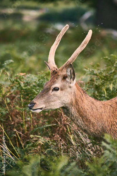 Obraz photography of a free deer