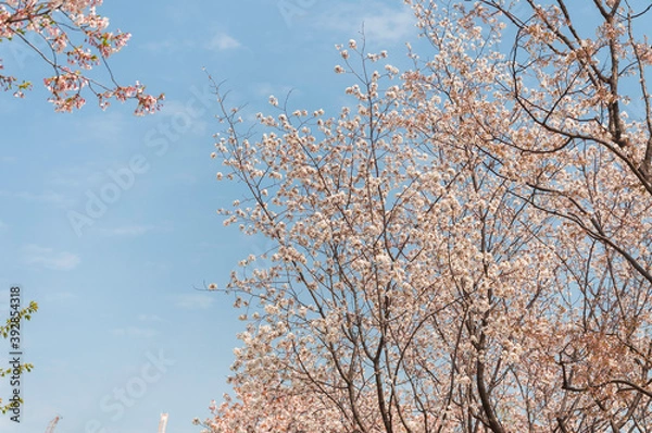 Obraz cherry blossom sakura tree in spring with the blue sky 