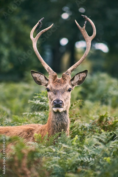 Obraz photography of a free deer