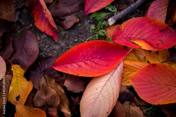 Obraz 落葉　Deciduous leaves