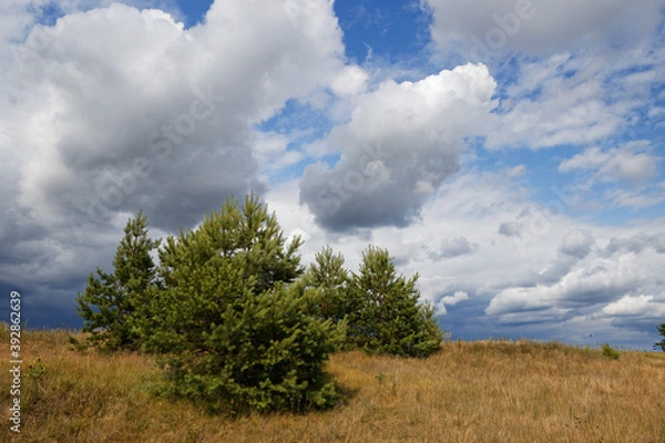 Obraz young pine trees under a stormy sky with clouds