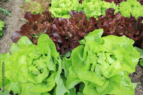 Fototapeta Eichblatt- und Kopfsalat1