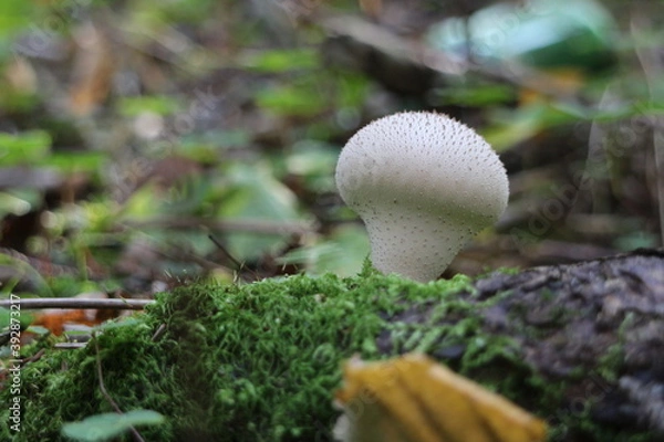 Obraz mushroom Lycoperdon in the forest close-up low angle view
