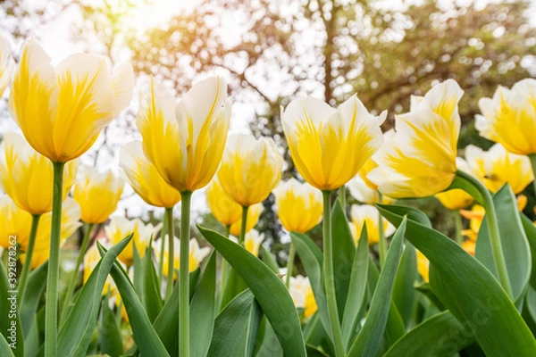 Obraz Colorful tulips flowers bloom in springtime