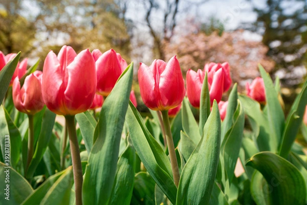 Obraz Colorful tulips flowers bloom in springtime