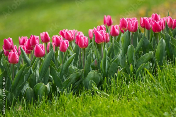 Obraz Colorful tulips flowers bloom in springtime