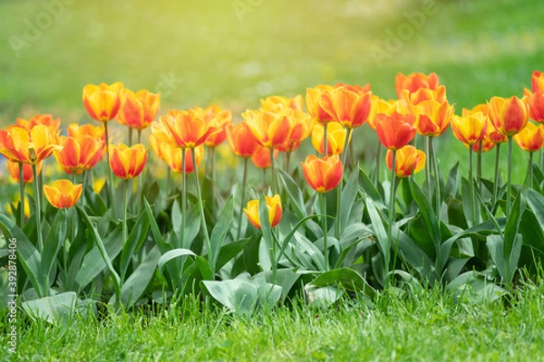 Obraz Colorful tulips flowers bloom in springtime