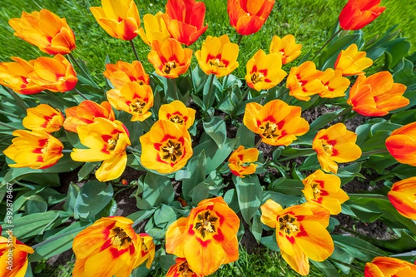 Obraz Colorful tulips flowers bloom in springtime