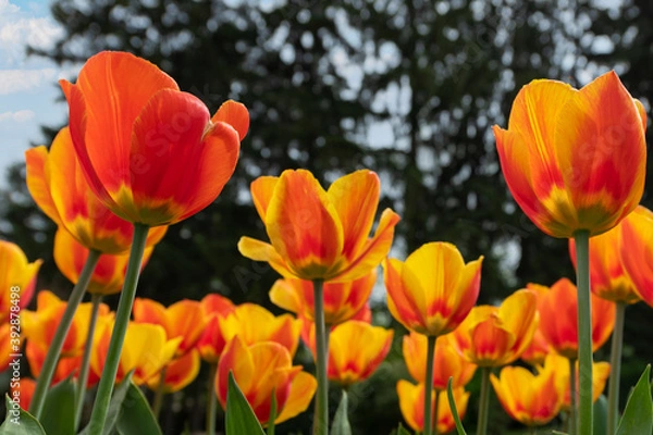 Obraz Colorful tulips flowers bloom in springtime
