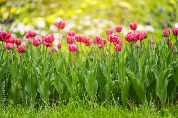 Obraz Colorful tulips flowers bloom in springtime