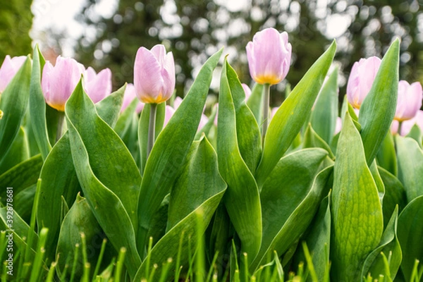 Obraz Colorful tulips flowers bloom in springtime