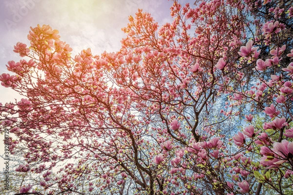 Obraz Magnolia tree with flowers in springtime