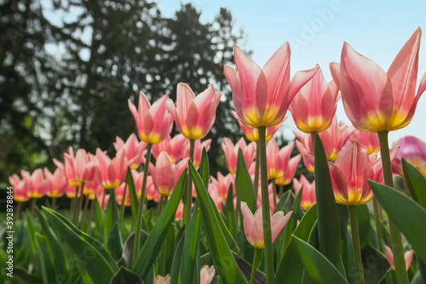 Obraz Colorful tulips flowers bloom in springtime