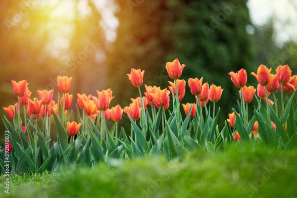 Obraz Colorful tulips flowers bloom in springtime
