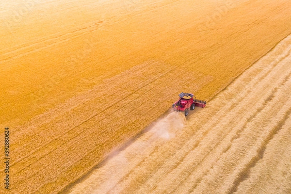 Fototapeta the harvesting process red harvest combine harvests wheat at sunset  Agronomy and farming. drone photography