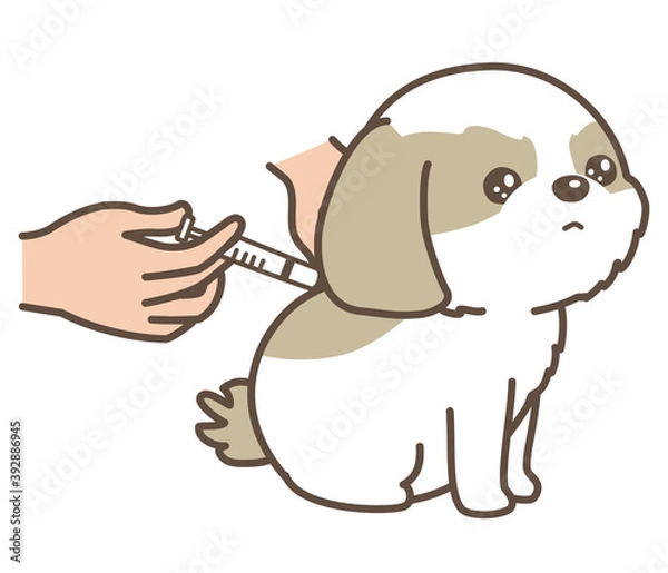 Obraz 注射を打たれる犬　シーズー　動物病院