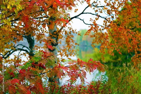 Fototapeta Rowan tree.