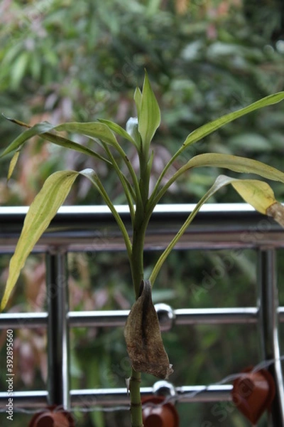 Obraz Indoor plant in a window