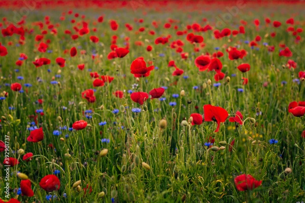 Obraz Łąka maków 4