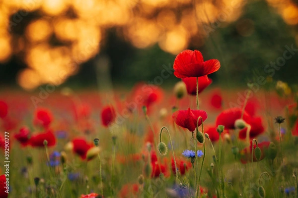 Obraz Łąka maków 3