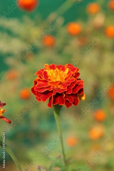 Obraz red poppy flower