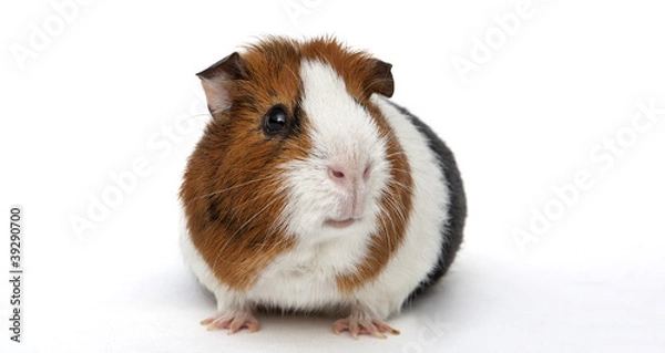 Obraz Guinea pig