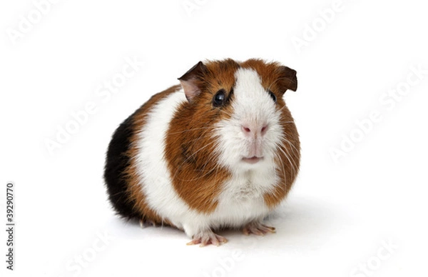 Obraz Guinea pig