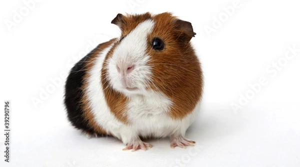 Obraz Guinea pig