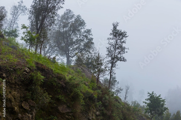 Fototapeta Fog in the forest