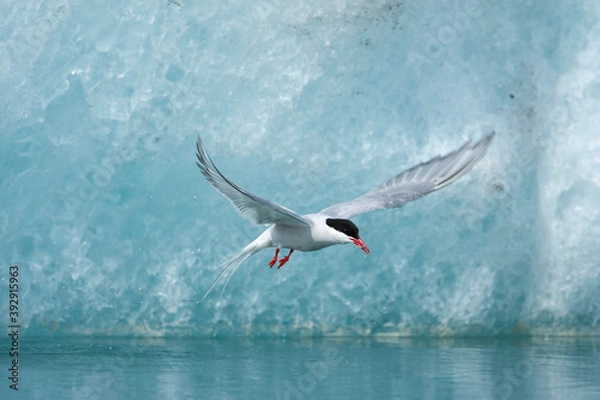 Fototapeta Arctic Terns, Skaftafell National Park, Iceland
