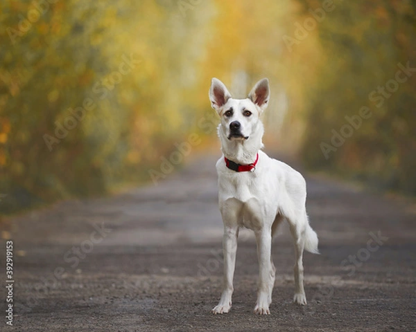 Fototapeta white dog for a walk