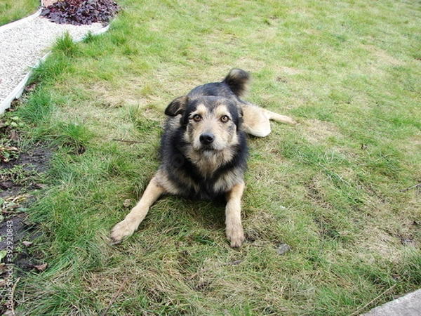 Obraz a dog named Jack