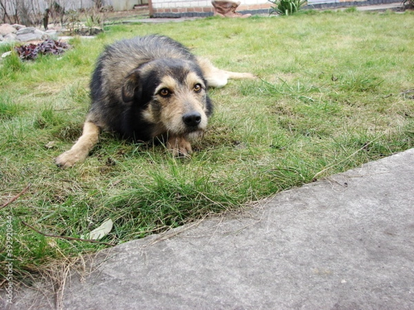 Obraz a dog named Jack