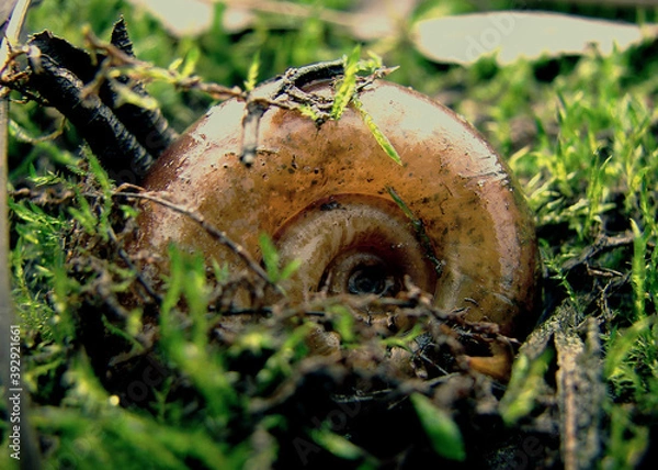 Obraz autumn in the forest