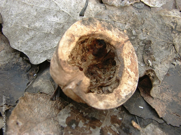 Obraz autumn in the forest