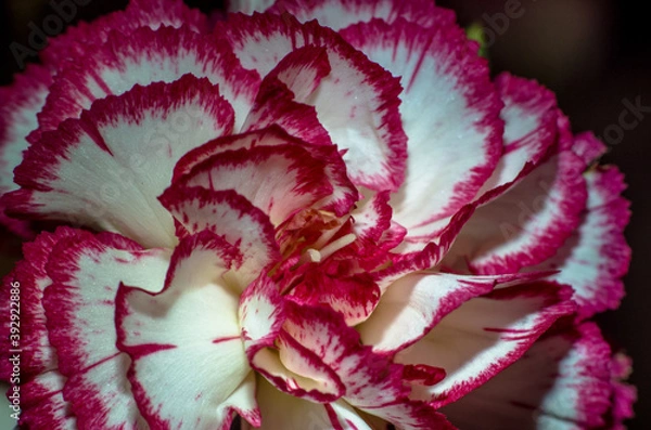 Fototapeta Macrophoto of carnation flower