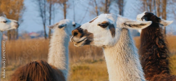 Obraz llama in the zoo
