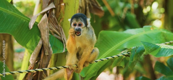 Obraz Monkey on tree in forest in peru