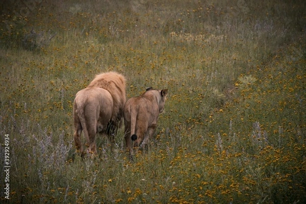 Fototapeta White lion and lioness walk side by side from the meadow