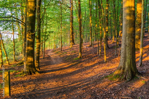 Obraz A late spring day in chantry woods near Guildford, Surrey with sun shining through the tree's onto a woodland public footpath
