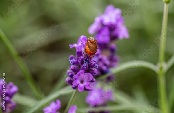 Fototapeta Orange weird fly on a lavender flower